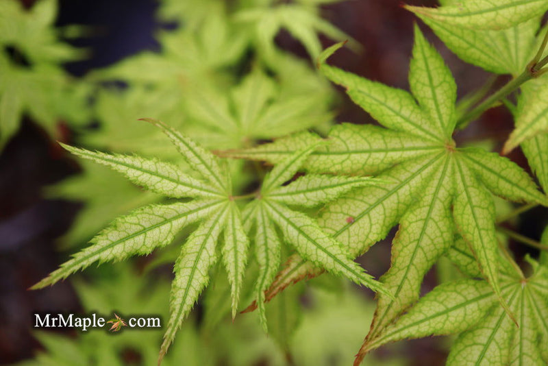 - Acer palmatum 'Volker’s Cream’ Japanese Maple - Mr Maple │ Buy Japanese Maple Trees