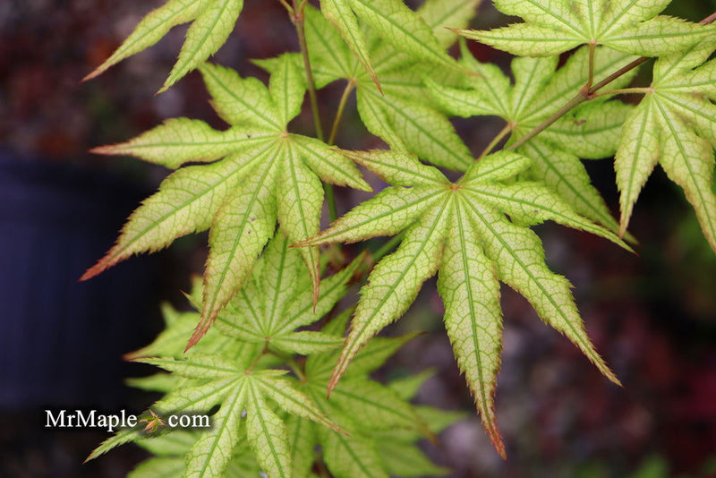 - Acer palmatum 'Volker’s Cream’ Japanese Maple - Mr Maple │ Buy Japanese Maple Trees