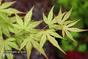- Acer palmatum 'Volker’s Cream’ Japanese Maple - Mr Maple │ Buy Japanese Maple Trees
