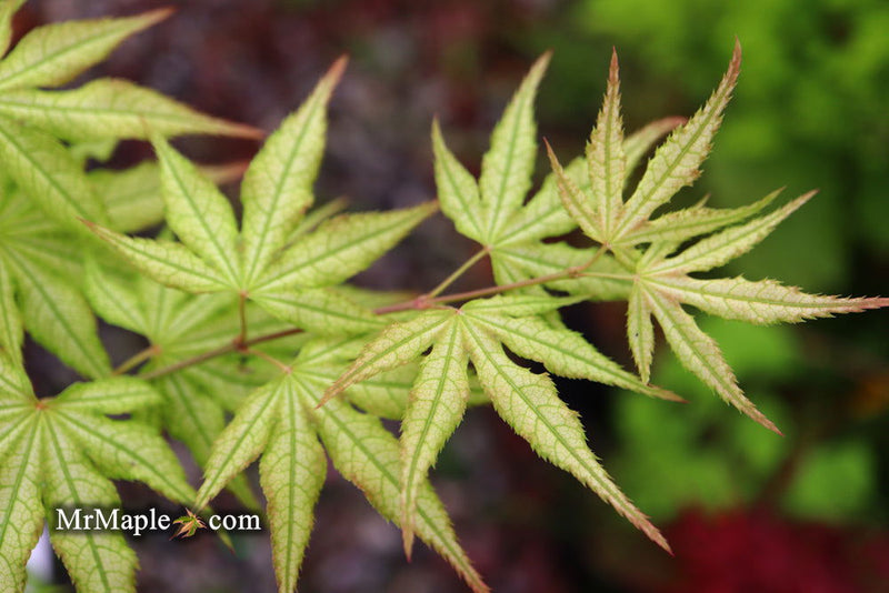 - Acer palmatum 'Volker’s Cream’ Japanese Maple - Mr Maple │ Buy Japanese Maple Trees