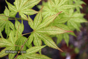 - Acer palmatum 'Volker’s Cream’ Japanese Maple - Mr Maple │ Buy Japanese Maple Trees
