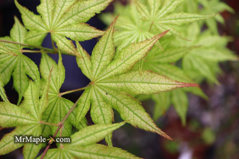 - Acer palmatum 'Volker’s Cream’ Japanese Maple - Mr Maple │ Buy Japanese Maple Trees