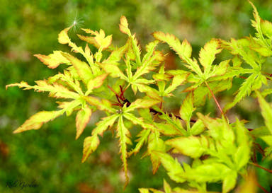 - Acer palmatum 'Wabi bito' Japanese Maple - Mr Maple │ Buy Japanese Maple Trees