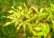 - Acer palmatum 'Wabi bito' Japanese Maple - Mr Maple │ Buy Japanese Maple Trees