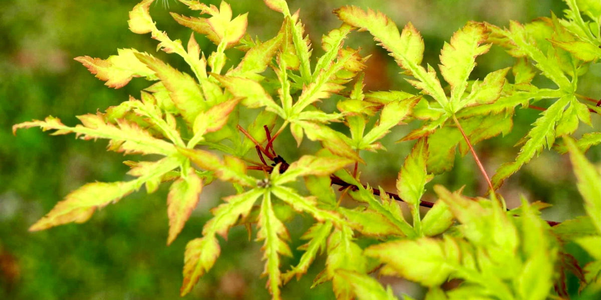 バット SP BigBeat MADE IN JAPN MAPLE-MR Buy Acer palmatum 'Wabi