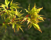- Acer palmatum 'Wabi bito' Japanese Maple - Mr Maple │ Buy Japanese Maple Trees