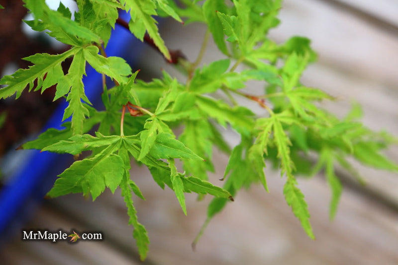 - Acer palmatum 'Wabi bito' Japanese Maple - Mr Maple │ Buy Japanese Maple Trees