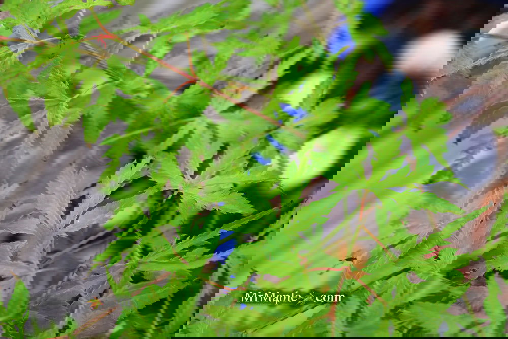 Яabima ✝︎ adidas Originals ZX 8000 Hanami Grey FU7311 | eBay