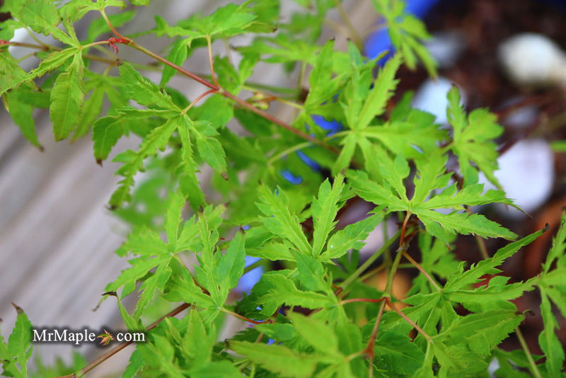 - Acer palmatum 'Wabi bito' Japanese Maple - Mr Maple │ Buy Japanese Maple Trees