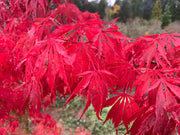- Acer palmatum 'Wakehurst Pink' Japanese Maple - Mr Maple │ Buy Japanese Maple Trees
