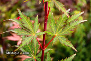 - Acer palmatum 'Wakehurst Pink' Japanese Maple - Mr Maple │ Buy Japanese Maple Trees