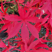 - Acer palmatum 'Wakehurst Pink' Japanese Maple - Mr Maple │ Buy Japanese Maple Trees