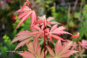 - Acer palmatum 'Wakehurst Pink' Japanese Maple - Mr Maple │ Buy Japanese Maple Trees