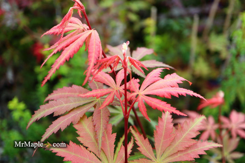 - Acer palmatum 'Wakehurst Pink' Japanese Maple - Mr Maple │ Buy Japanese Maple Trees