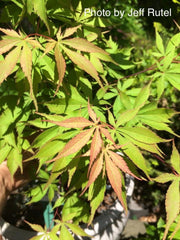 - Acer palmatum 'Wakehurst Pink' Japanese Maple - Mr Maple │ Buy Japanese Maple Trees