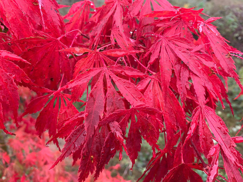- Acer palmatum 'Wakehurst Pink' Japanese Maple - Mr Maple │ Buy Japanese Maple Trees