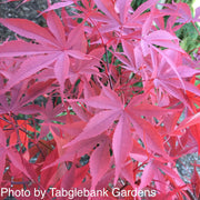 - Acer palmatum 'Wakehurst Pink' Japanese Maple - Mr Maple │ Buy Japanese Maple Trees
