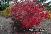 - Acer palmatum 'Wakehurst Pink' Japanese Maple - Mr Maple │ Buy Japanese Maple Trees