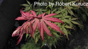 - Acer palmatum 'Wakehurst Pink' Japanese Maple - Mr Maple │ Buy Japanese Maple Trees