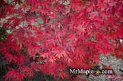 - Acer palmatum 'Wakehurst Pink' Japanese Maple - Mr Maple │ Buy Japanese Maple Trees