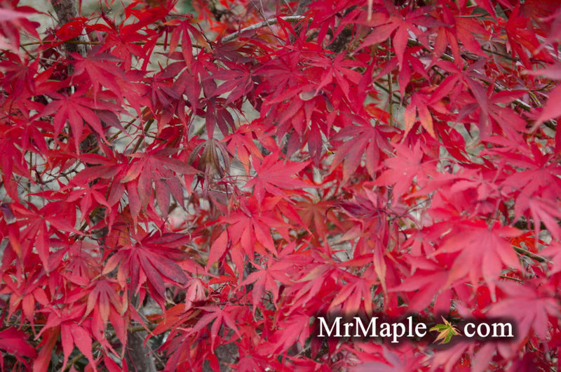 - Acer palmatum 'Wakehurst Pink' Japanese Maple - Mr Maple │ Buy Japanese Maple Trees