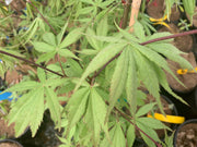 - Acer palmatum 'Wakehurst Pink' Japanese Maple - Mr Maple │ Buy Japanese Maple Trees