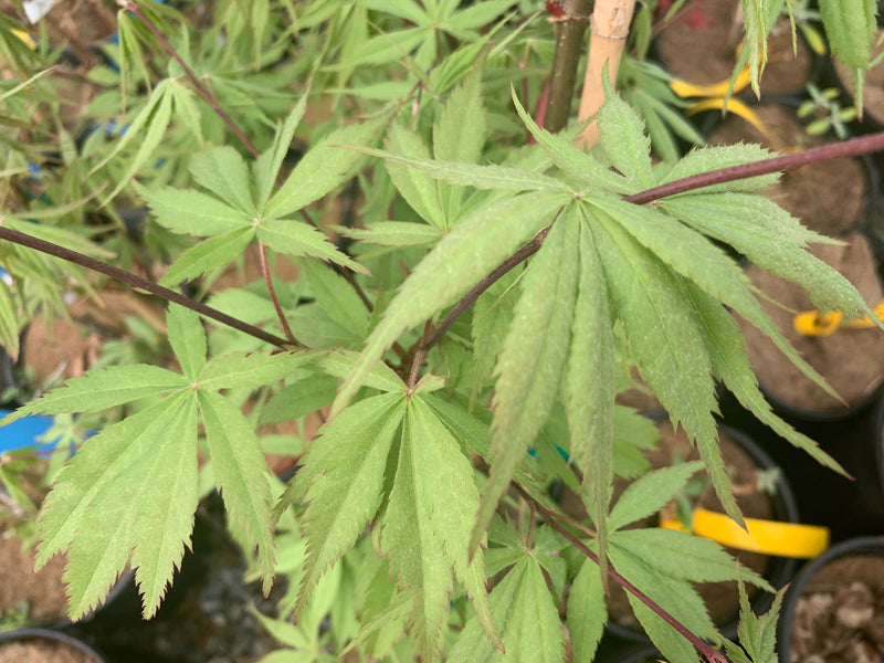 - Acer palmatum 'Wakehurst Pink' Japanese Maple - Mr Maple │ Buy Japanese Maple Trees