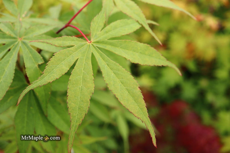 - Acer palmatum 'Wakehurst Pink' Japanese Maple - Mr Maple │ Buy Japanese Maple Trees
