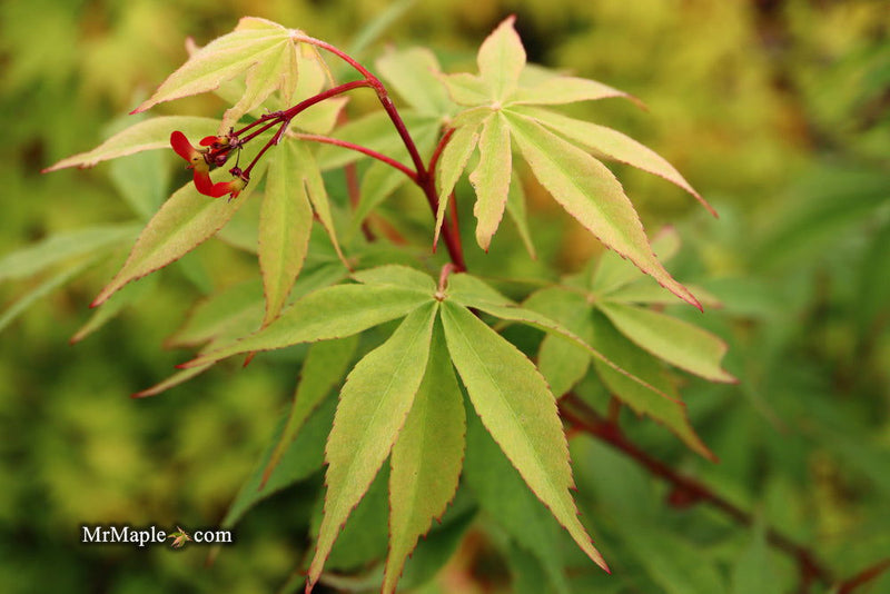 - Acer palmatum 'Wakehurst Pink' Japanese Maple - Mr Maple │ Buy Japanese Maple Trees