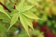 - Acer palmatum 'Wakehurst Pink' Japanese Maple - Mr Maple │ Buy Japanese Maple Trees