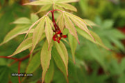 - Acer palmatum 'Wakehurst Pink' Japanese Maple - Mr Maple │ Buy Japanese Maple Trees