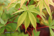 - Acer palmatum 'Wakehurst Pink' Japanese Maple - Mr Maple │ Buy Japanese Maple Trees