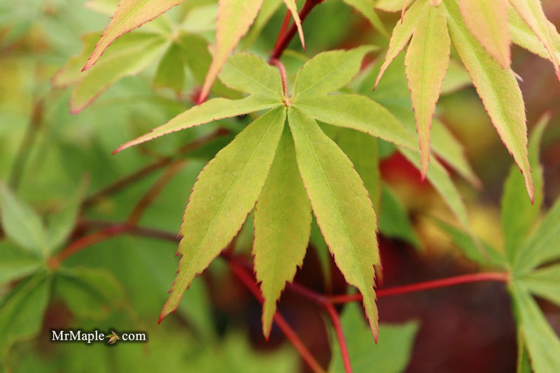 - Acer palmatum 'Wakehurst Pink' Japanese Maple - Mr Maple │ Buy Japanese Maple Trees