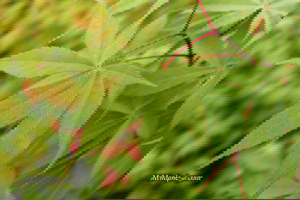 その他 MapleTree Buy Acer japonicum 'Otaki' Full Moon Japanese Maple — Mr