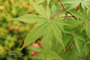 - Acer palmatum 'Wakehurst Pink' Japanese Maple - Mr Maple │ Buy Japanese Maple Trees