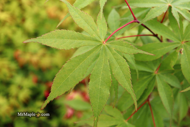 - Acer palmatum 'Wakehurst Pink' Japanese Maple - Mr Maple │ Buy Japanese Maple Trees