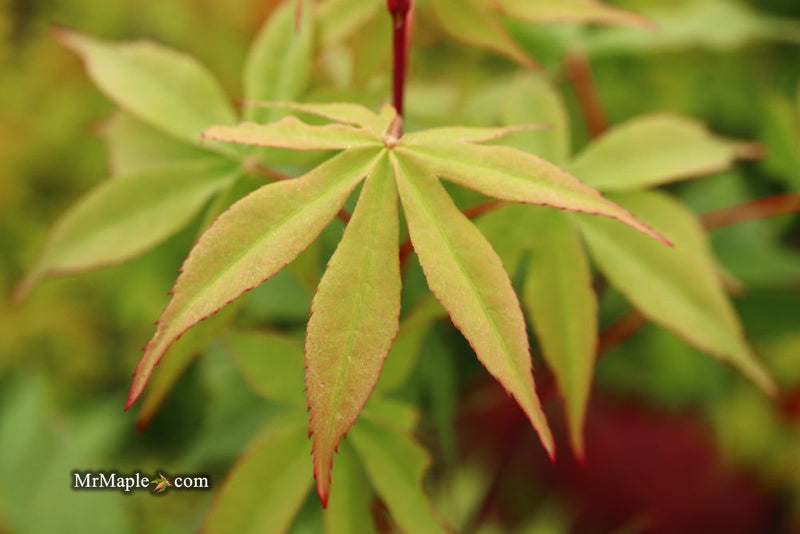 - Acer palmatum 'Wakehurst Pink' Japanese Maple - Mr Maple │ Buy Japanese Maple Trees