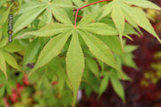 - Acer palmatum 'Wakehurst Pink' Japanese Maple - Mr Maple │ Buy Japanese Maple Trees