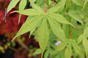 - Acer palmatum 'Wakehurst Pink' Japanese Maple - Mr Maple │ Buy Japanese Maple Trees