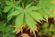 - Acer palmatum 'Wakehurst Pink' Japanese Maple - Mr Maple │ Buy Japanese Maple Trees