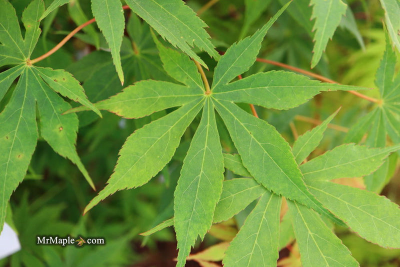 - Acer palmatum 'Wakehurst Pink' Japanese Maple - Mr Maple │ Buy Japanese Maple Trees