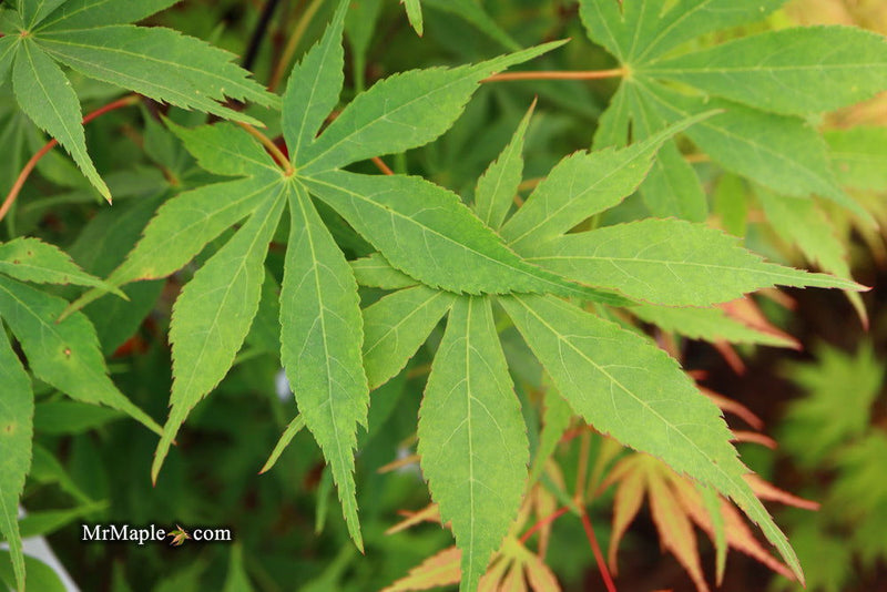 - Acer palmatum 'Wakehurst Pink' Japanese Maple - Mr Maple │ Buy Japanese Maple Trees