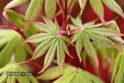 - Acer palmatum 'Wakehurst Pink' Japanese Maple - Mr Maple │ Buy Japanese Maple Trees