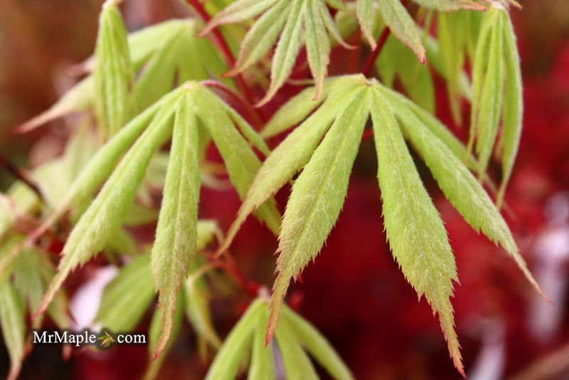 - Acer palmatum 'Wakehurst Pink' Japanese Maple - Mr Maple │ Buy Japanese Maple Trees