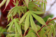 - Acer palmatum 'Wakehurst Pink' Japanese Maple - Mr Maple │ Buy Japanese Maple Trees