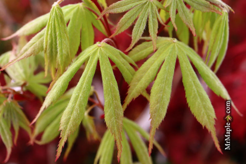 - Acer palmatum 'Wakehurst Pink' Japanese Maple - Mr Maple │ Buy Japanese Maple Trees