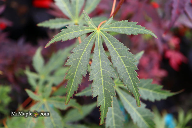 - Acer palmatum 'Wakehurst Pink' Japanese Maple - Mr Maple │ Buy Japanese Maple Trees