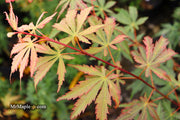 - Acer palmatum 'Wakehurst Pink' Japanese Maple - Mr Maple │ Buy Japanese Maple Trees