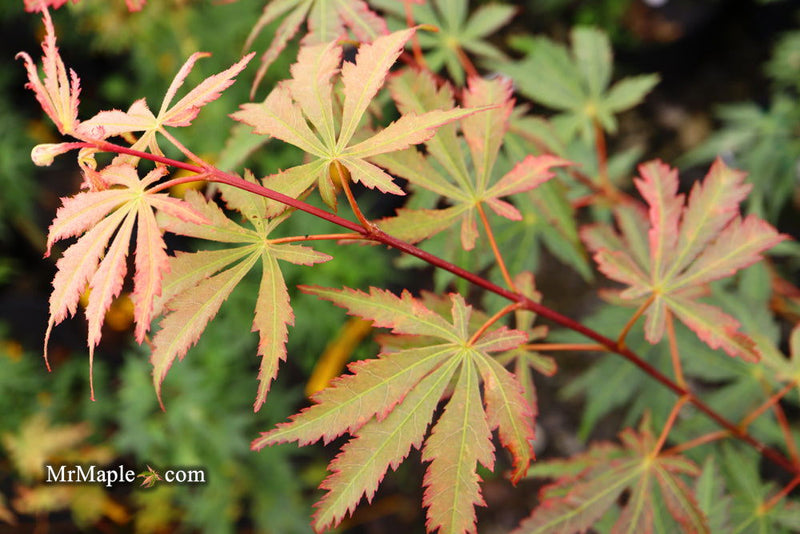 - Acer palmatum 'Wakehurst Pink' Japanese Maple - Mr Maple │ Buy Japanese Maple Trees