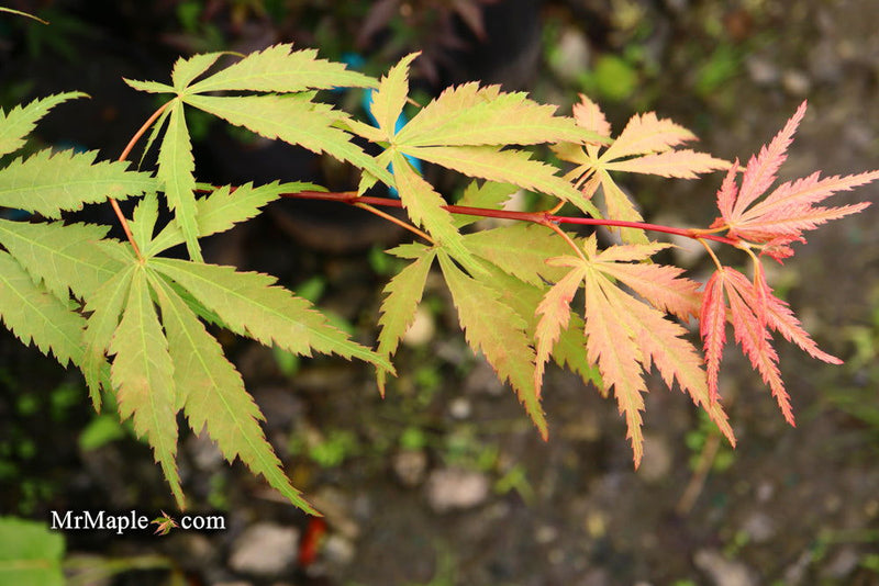 - Acer palmatum 'Wakehurst Pink' Japanese Maple - Mr Maple │ Buy Japanese Maple Trees